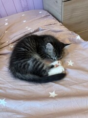 cat sleeping on the bed © Saleh