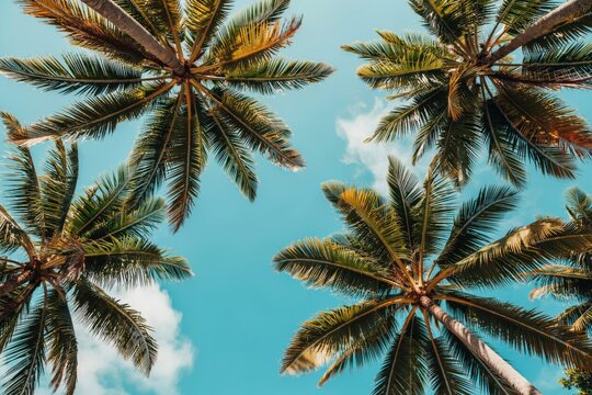 Low angle view of tropical palm trees against a clear blue sky
