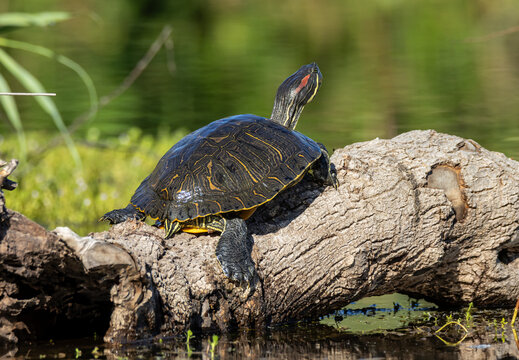 Red-eared slider turtle basking over a pond