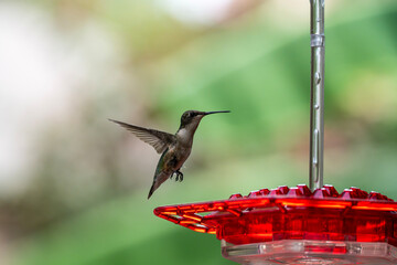 Fototapeta premium Juvenile Ruby-Throated Hummingbird Fall 2026 migration in Houston Texas