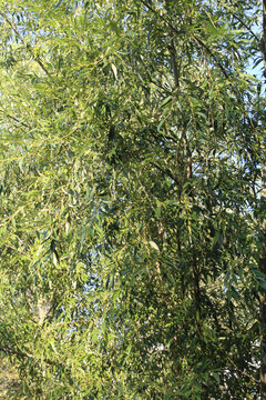 weber tree, green leaves on the branches
