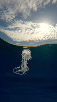 Vertical footage, Mauve stinger jellyfish floating in turquoise water mirrored on the surface. Mauve Stinger, Night-lightx Jellyfish, Phosphorescent Jellyfish or Purple People Eater 