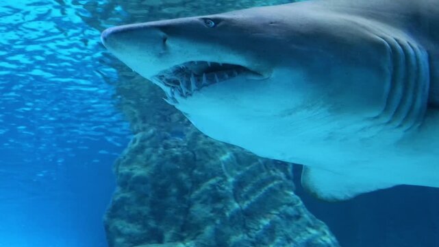 Sand tiger shark Carcharias taurus swimming underwater with visible teeth, marine wildlife, ocean predator, aquatic ecosystem, shark behavior, underwater nature and marine conservation concept