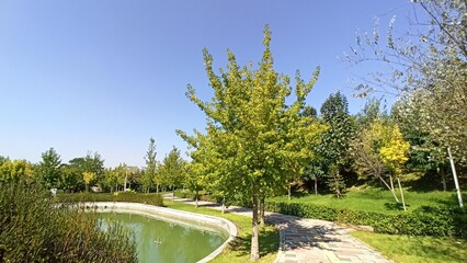 Obraz premium A vibrant American Sweetgum tree (Liquidambar styraciflua) standing near a curving stone path and public park pond under a clear blue sky on a bright sunny summer day.
