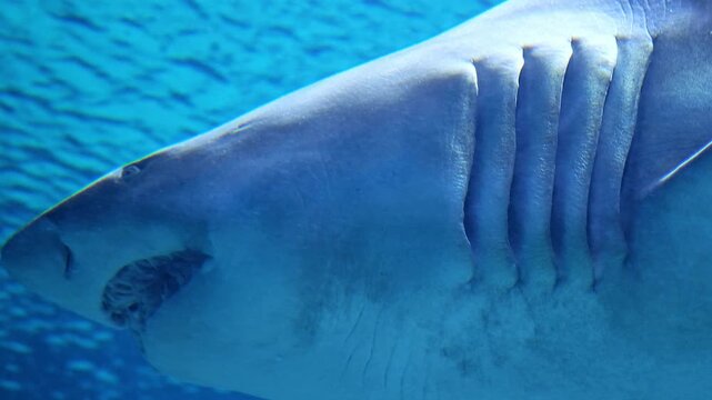 Sand tiger shark, Carcharias taurus, swimming in close view with distinctive long teeth and powerful jaws, marine predator anatomy, underwater wildlife, ocean nature and shark behavior concept
