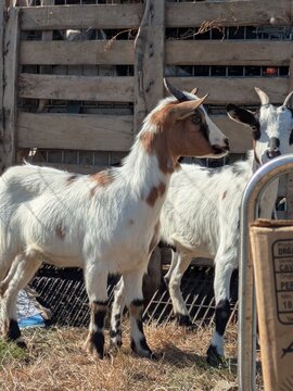Ch&egrave;vres naines dans un enclos rural en plein air