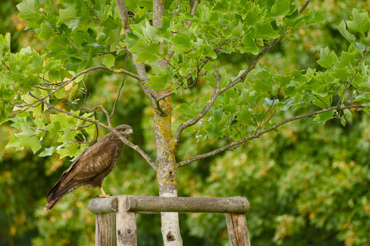 Common buzzard perched on a wooden tree support beneath a young leafy tree, partly obscured by a branch