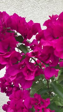 Bougainvillea plant blooming detail view vertical