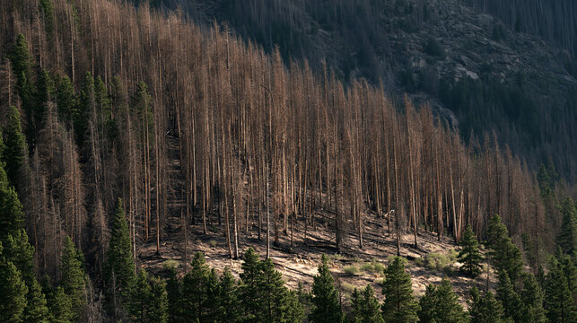 Rows of dead and dying trees stand grey across a mountainside ravaged by bark beetle infestation linked to warming temperatures, Rocky Mountain forest die-off, pine tree