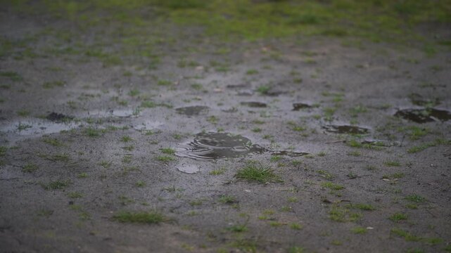 Simple outdoor scene of a wet lawn