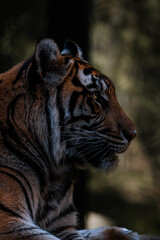 portrait of a tiger © Alex