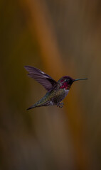 hummingbird in action © Alex
