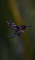 hummingbird in flight © Alex
