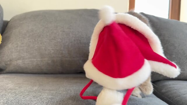 grumpy scottish fold cat in santa costume, concept of pet shops, christmas, banner