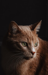 Ginger the Cat © Alex