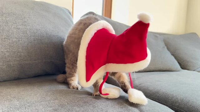grumpy scottish fold cat in santa costume, concept of pet shops, christmas, banner