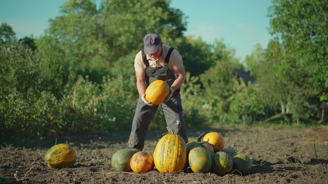 Farmer in gray overalls harvests pumpkins in a field, bending down to select a ripe specimen from a cluster of various pumpkins arranged on the ground under a clear blue sky