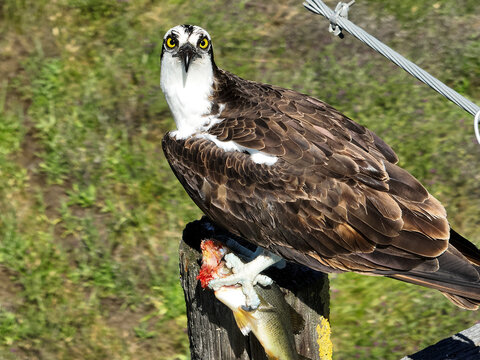 Osprey perched on a wooden utility pole with a freshly caught fish in Napa, California, showcasing its distinctive plumage and sharp talons in a natural setting