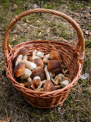 a basket with mushrooms in autumn forest. Mushroom-picking season. Edible mushrooms. Boletus edulis. porcini mushrooms © Iryna Diadechko