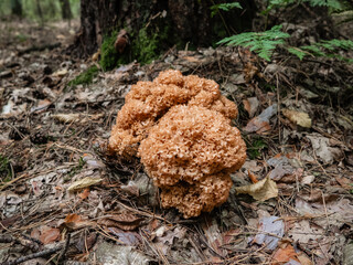 Unusual mushrooms in the forest. Mushroom-picking season. Edible mushrooms.. Sparassis crispa © Iryna Diadechko