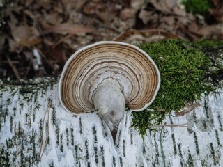 A bracket fungus on a fallen birch log. © Iryna Diadechko