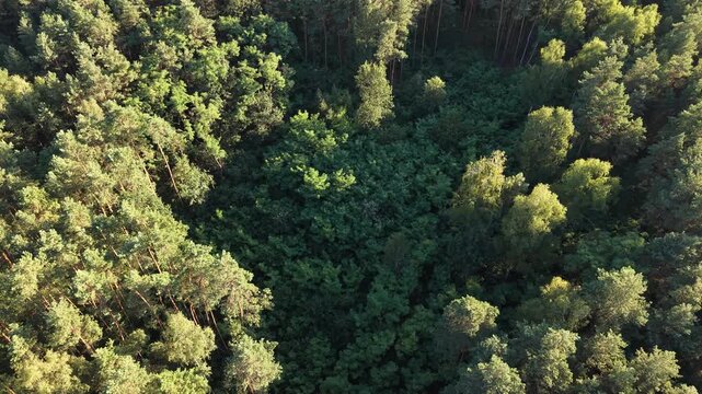 Vibrant summer forest with mature pine and birch trees