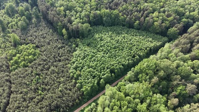 Reforestation of spruce trees for sustainable forestry and resource management
