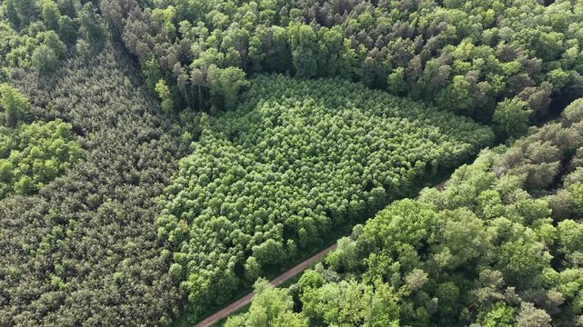 Road through thriving nature for environmental campaigns