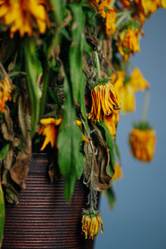 Bouquet of dying wilted yellow daisy flowers in a studio setup.
