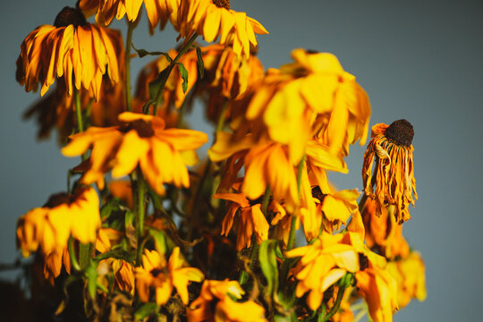 Bouquet of dying wilted yellow daisy flowers in a studio setup.