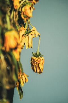 Bouquet of dying wilted yellow daisy flowers in a studio setup.