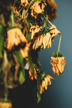 Bouquet of dying wilted yellow daisy flowers in a studio setup.
