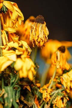 Bouquet of dying wilted yellow daisy flowers in a studio setup.