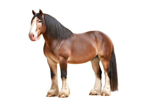 Brown draft horse standing isolated on transparent background PNG element