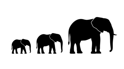 Elephant family in varying sizes a black silhouette © Selim Studio