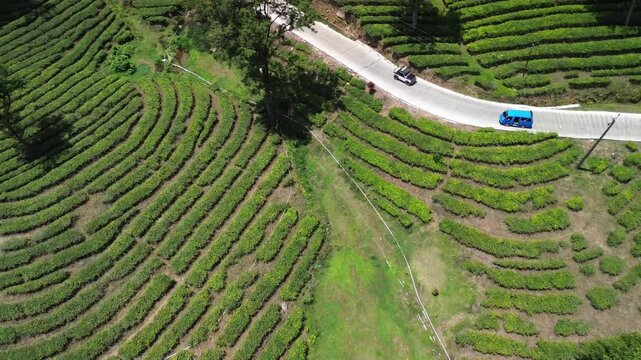 Aerial top down view of a winding road through green terraced tea plantations with passing vehicles