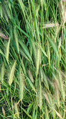 Obraz premium Fresh green wild barley grass stalks with sparkling morning dew drops macro shot natural summer background concept for environment flora and botanical design elements