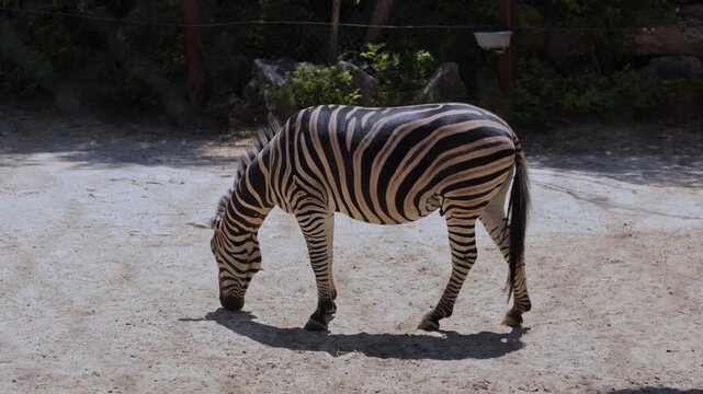 A lone zebra stands in a sandy enclosure, lowering its head to sniff the ground on a sunny day.