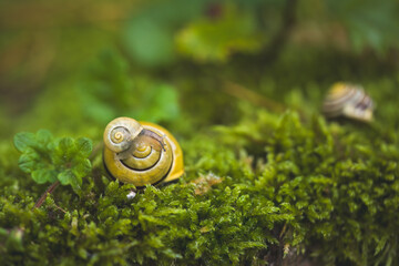 two snails, a little snail perched on a big snail on the moosy ground © DoreenB. Photography