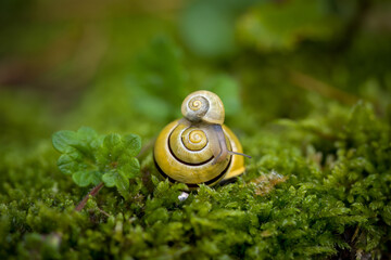 two snails, a little snail perched on a big snail on the moosy ground © DoreenB. Photography