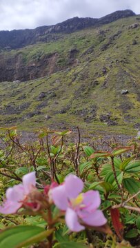 a rugged volcanic landscape characterized by dramatic rocky terrain and resilient alpine flora.