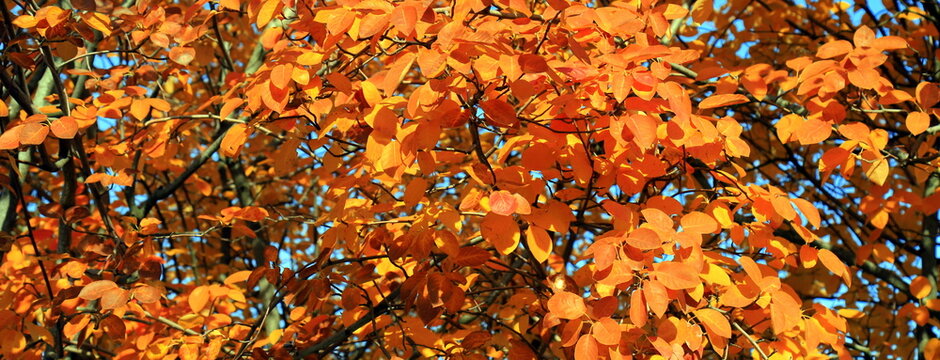 Bright orange autumn leaves of a serviceberry . Vibrant seasonal foliage, plant, nature background.
