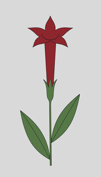 Red trumpet-shaped wildflower on a green stem with lanceolate leaves shown in a simple vector illustration on a light grey background.
