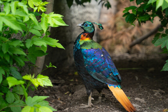 Lophophorus impejanus, Himalayan monal, Impeyan pheasant