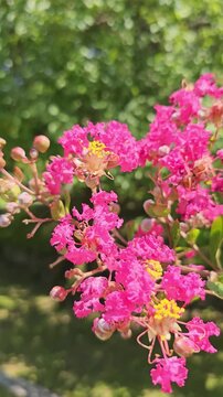 Pink Crape Myrtle Flowers