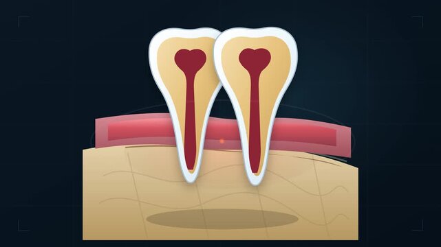 Anatomy of human teeth and gums for professional dentist educational