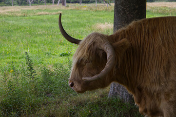 Close up profile portrait of a Highland cow (Bos taurus) head showing long ginger hair and large horns. Detailed side view of a bovine in rural countryside. © TomKorcak