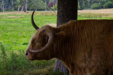 Close up profile portrait of a Highland cow (Bos taurus) head showing long ginger hair and large horns. Detailed side view of a bovine in rural countryside. © TomKorcak