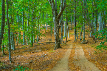 ground road among the autumn forest coverd by red dry leaves, peaceful outdoor seasonal scene © Yuriy Kulik