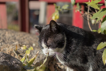 Black and white cat in a Kyoto garden © 空良人 荒井